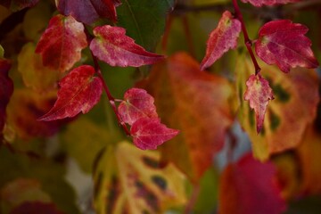 Colorful Autumn Ivy Leaves Close-Up – Red, Orange, and Pink Foliage Texture.