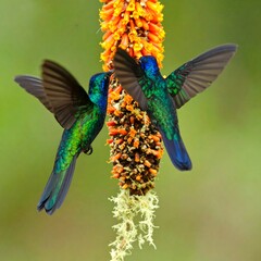 Fototapeta premium Two hummingbirds feeding