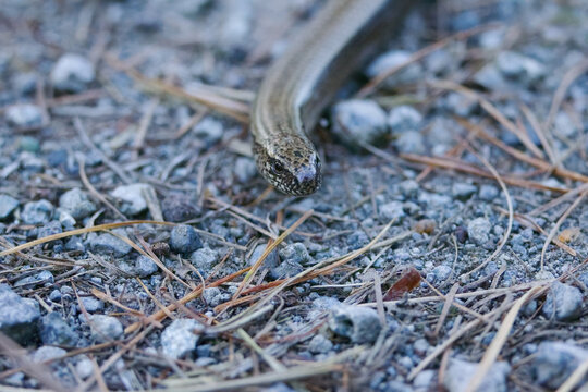 Close-up of the head of a slow worm, slow worm on a gravel path, small reddish-brown eyes of the slow worm on a forest path surrounded by small pebbles, Anguis fragilis