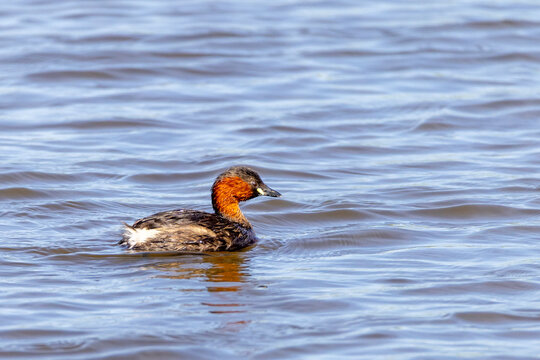 Zwergtaucher (adult)