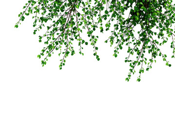 Green Lush Foliage Hanging on Black Background