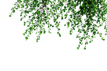 Green Lush Foliage Hanging on Black Background