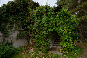 Maiden grapes are five-leaved.The house is overgrown with weeds.Garden decoration with plants.