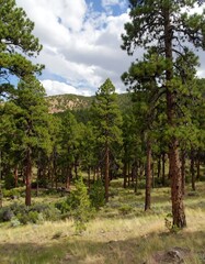 Fototapeta premium Pine forest vista under a partly cloudy sky