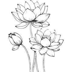 Lotus Flower Sketch Outline Illustration in Black and White – Hand Drawn Botanical Vector