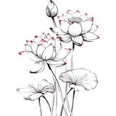 Lotus Flower Sketch Outline Illustration in Black and White – Hand Drawn Botanical Vector