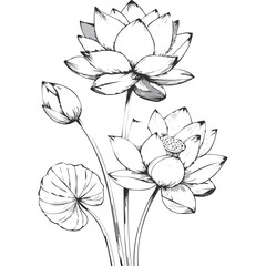 Lotus Flower Sketch Outline Illustration in Black and White – Hand Drawn Botanical Vector
