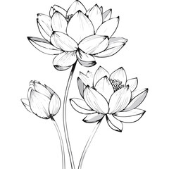 Lotus Flower Sketch Outline Illustration in Black and White – Hand Drawn Botanical Vector