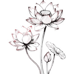 Fototapeta premium Lotus Flower Sketch Outline Illustration in Black and White – Hand Drawn Botanical Vector