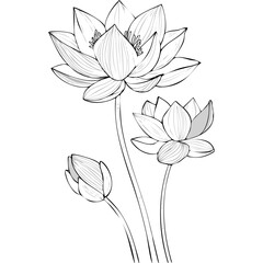 Fototapeta premium Lotus Flower Sketch Outline Illustration in Black and White – Hand Drawn Botanical Vector