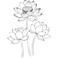 Lotus Flower Sketch Outline Illustration in Black and White – Hand Drawn Botanical Vector