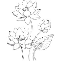 Lotus Flower Sketch Outline Illustration in Black and White – Hand Drawn Botanical Vector