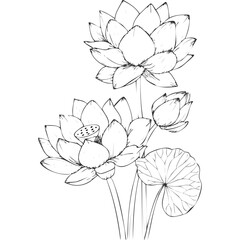 Lotus Flower Sketch Outline Illustration in Black and White – Hand Drawn Botanical Vector