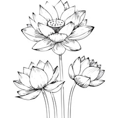 Lotus Flower Sketch Outline Illustration in Black and White – Hand Drawn Botanical Vector