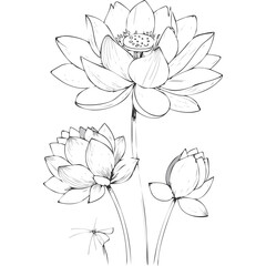 Lotus Flower Sketch Outline Illustration in Black and White – Hand Drawn Botanical Vector