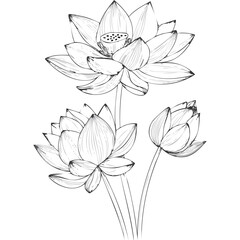 Lotus Flower Sketch Outline Illustration in Black and White – Hand Drawn Botanical Vector