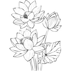 Lotus Flower Sketch Outline Illustration in Black and White – Hand Drawn Botanical Vector