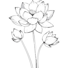 Lotus Flower Sketch Outline Illustration in Black and White – Hand Drawn Botanical Vector