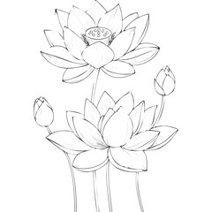 Lotus Flower Sketch Outline Illustration in Black and White – Hand Drawn Botanical Vector