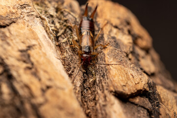 Earwig Insect Hiding in Wood Crack