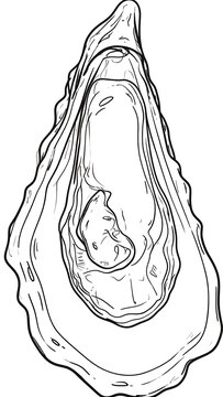 Detailed outline of an oyster shell