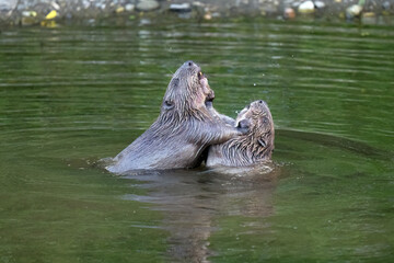 Young beavers wrestling in a river © Digital Nature 