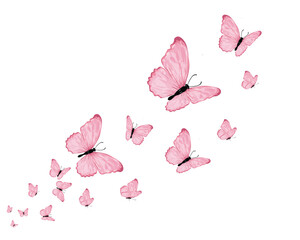 butterfly, insect, isolated, nature, wing, colorful, butterflies, beautiful, spring, summer, illustration, monarch, daisy, decorative, wild, watercolor, positive, post card, poster, wall art, wallpape