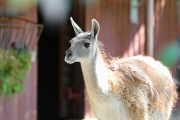 Baby guanaco at the zoo on a sunny day