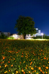 들판, flower, 봄, 경관, 네이처, 양귀비, 여름, sky, 목초지, 뜰, red, 건물, 시골, 건축, 목초, 경작, yellow, 농촌, 공원, 나무, 블로섬, 국가, 식물