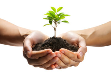 Hands holding a young plant with soil on transparent background