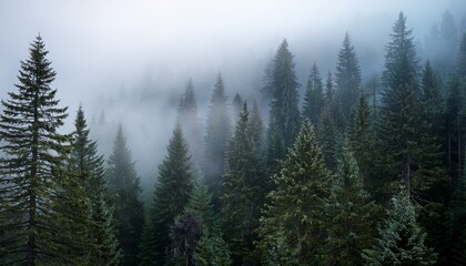 fog veiled the towering evergreens of a misty forest forest trees