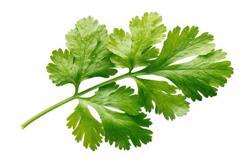 Fresh green coriander leaf isolated against a black background for culinary purposes