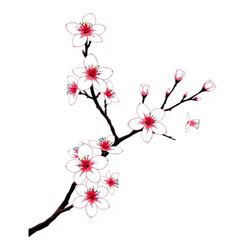 Sakura Bloom: Delicate sakura blossoms in full bloom grace a branch, a symbol of renewal, hope, and fleeting beauty, presented against a clean background.