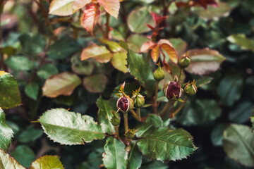 Close-up of blooming rose buds surrounded by lush green leaves in a vibrant garden setting