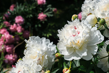 White peony flowers blooming in a lush garden with vibrant pink blossoms in the background