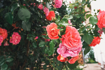 Vibrant pink and coral roses blooming amidst lush green foliage in a garden setting