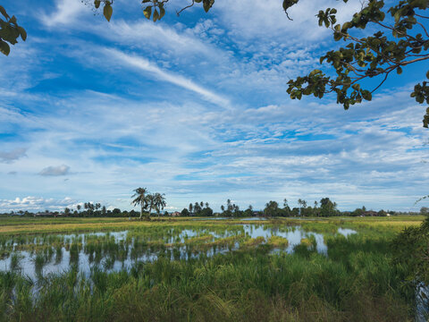 Paddy field under bright blue sky in Perlis, Malaysia