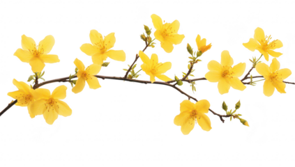 A branch of yellow flowers with delicate petals and green buds against a clean white background. symbolizing spring and renewal. ideal for nature-themed designs or greeting cards