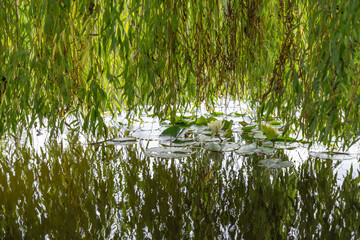 A white water lily Nymphaea alba floats gracefully among lily pads under drooping willow branches. The calm pond reflects green leaves. © Jakob