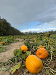 Obraz premium pumpkin on a field