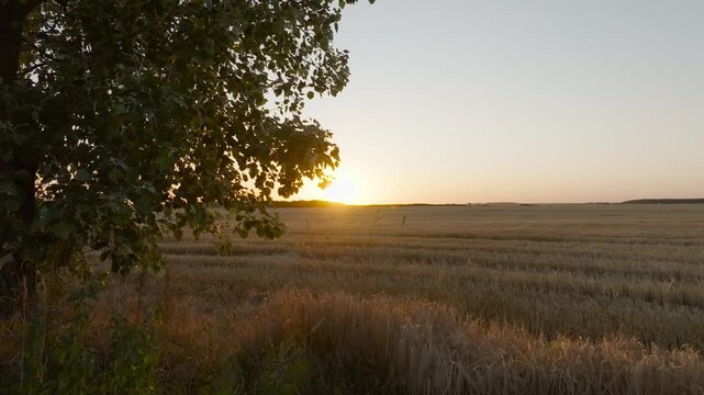 stubble field