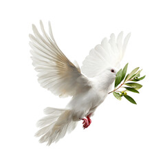 Fototapeta premium symbol of peace: white dove flying with olive twig 