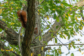 A red squirrel climbs down a tree trunk, peeking curiously through the branches. Green and yellow leaves frame the lively scene.