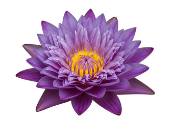 A vibrant purple water lily, detailed and close-up, displays intricate petal structures against a rich black backdrop, showcasing stunning colors and a sense of serenity.