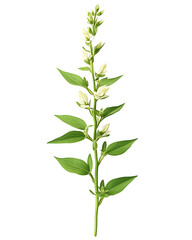 Fototapeta premium Tall flowering plant with green leaves isolated on transparent background