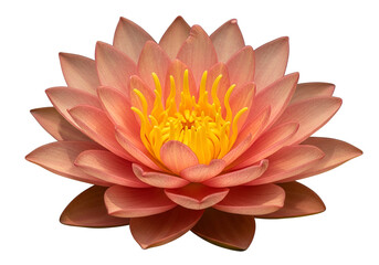 A close-up, detailed view of a vibrant, coral-pink lotus flower, showcasing its delicate petals and a striking yellow center.