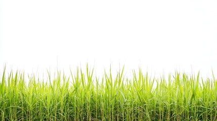 Fototapeta premium A vibrant green field of tall grass sits along a stark white border. The grass blades are dense and upright, creating a textured edge against the clean white background. 