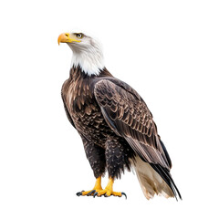 Obraz premium A majestic bald eagle stands proudly with its striking white head and dark brown body. its powerful presence against a clean white background. ideal for wildlife photography and education