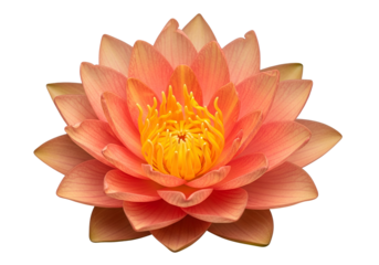 A vibrant, peachy-orange water lily, centered against a pure black backdrop, showcases delicate petals and a luminous yellow heart.