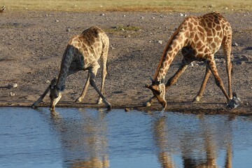 Giraffenherde (giraffa camelopardalis) am Wasserloch Nuamses im Etoscha Nationalpark
